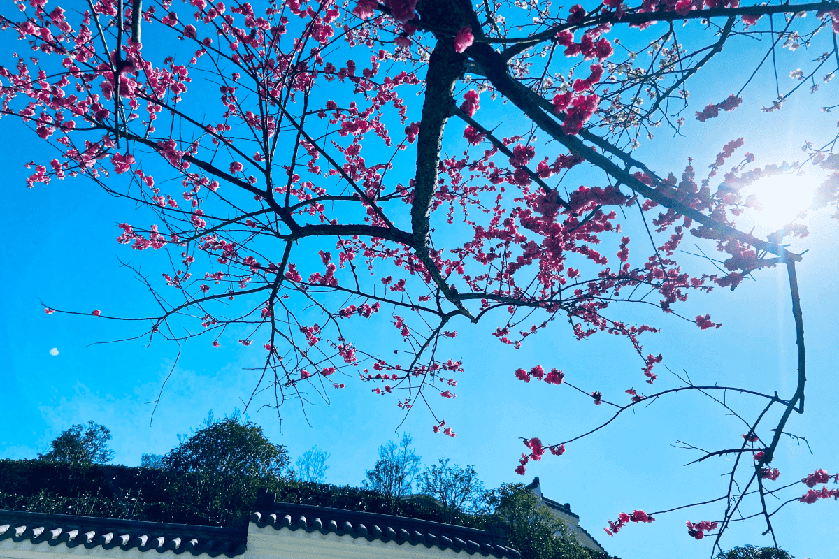 杭州天竹园环境图